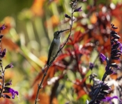 2019 09 15 LongFellowGardens 003